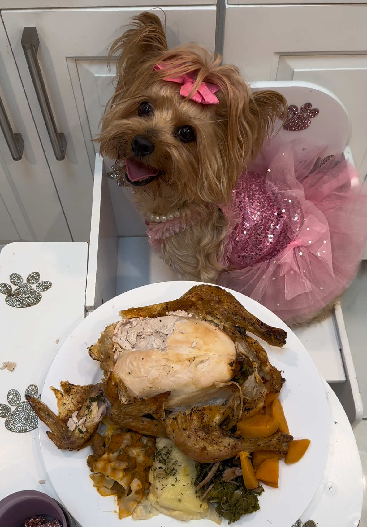 Happy Thanksgiving! You Guys Know Bonnie Always Gets Her Own Meal😂❤️#dogmom #yorkiemom #foryoupage #fyp 