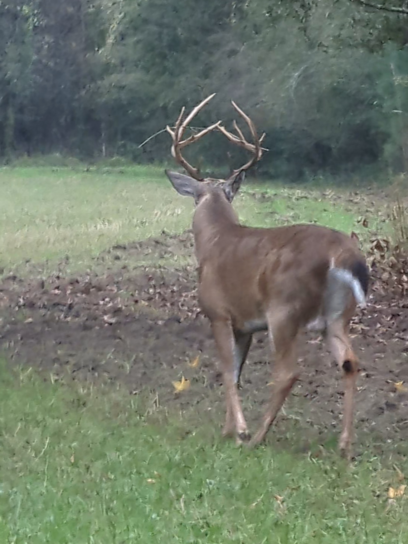 #hunt #hunter #deer #deerhunting #southgeorgia #monsterbuck #buck #deerseason #letthemwalk 