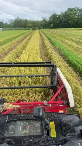 idaman mu wes tanggi bolo#maxxibimocombine #combiharvester #sragen24jam #fypシ゚viral 