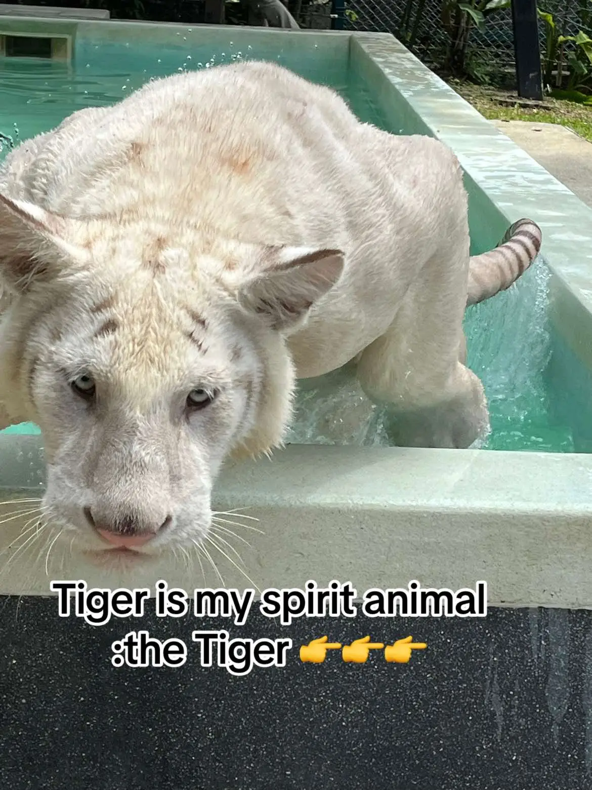 Can you be afraid of me pleaseeeeeee #tiger #tigercute #สัตว์โลกน่ารัก #typ #เสือ #viral 