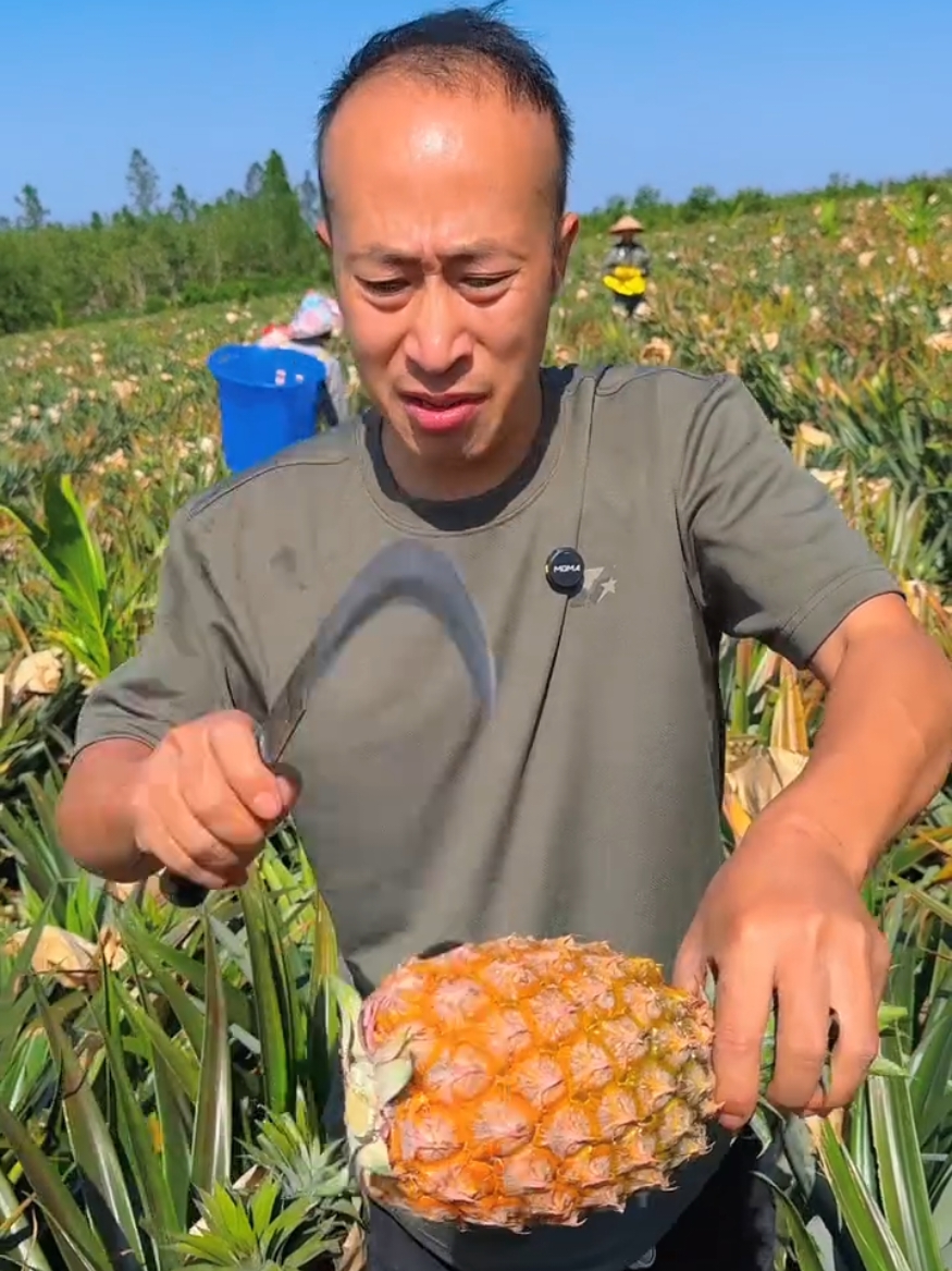 Amazing natural landscape pineapple garden and cutting skills eating so fresh #viralvideo #happy #top #real #life #nature #pineapple #viraltiktok 