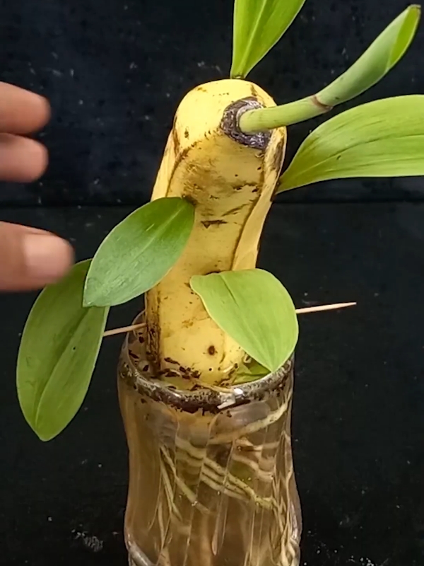 #plantslife31 