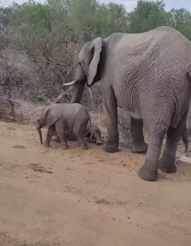 Watch how the Elephant mom said enough little ones, don’t hurt yourselves! 😍😍🥰 #nature #wildlife #africanwildlife #gamedrive #safari #elephant #elleafricasafaris #elleafricasafari 