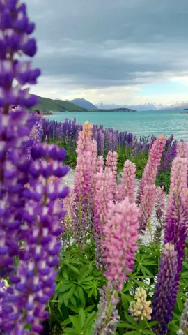 Lake Tekapo 😍  #laketekapo #nztravel #lupins