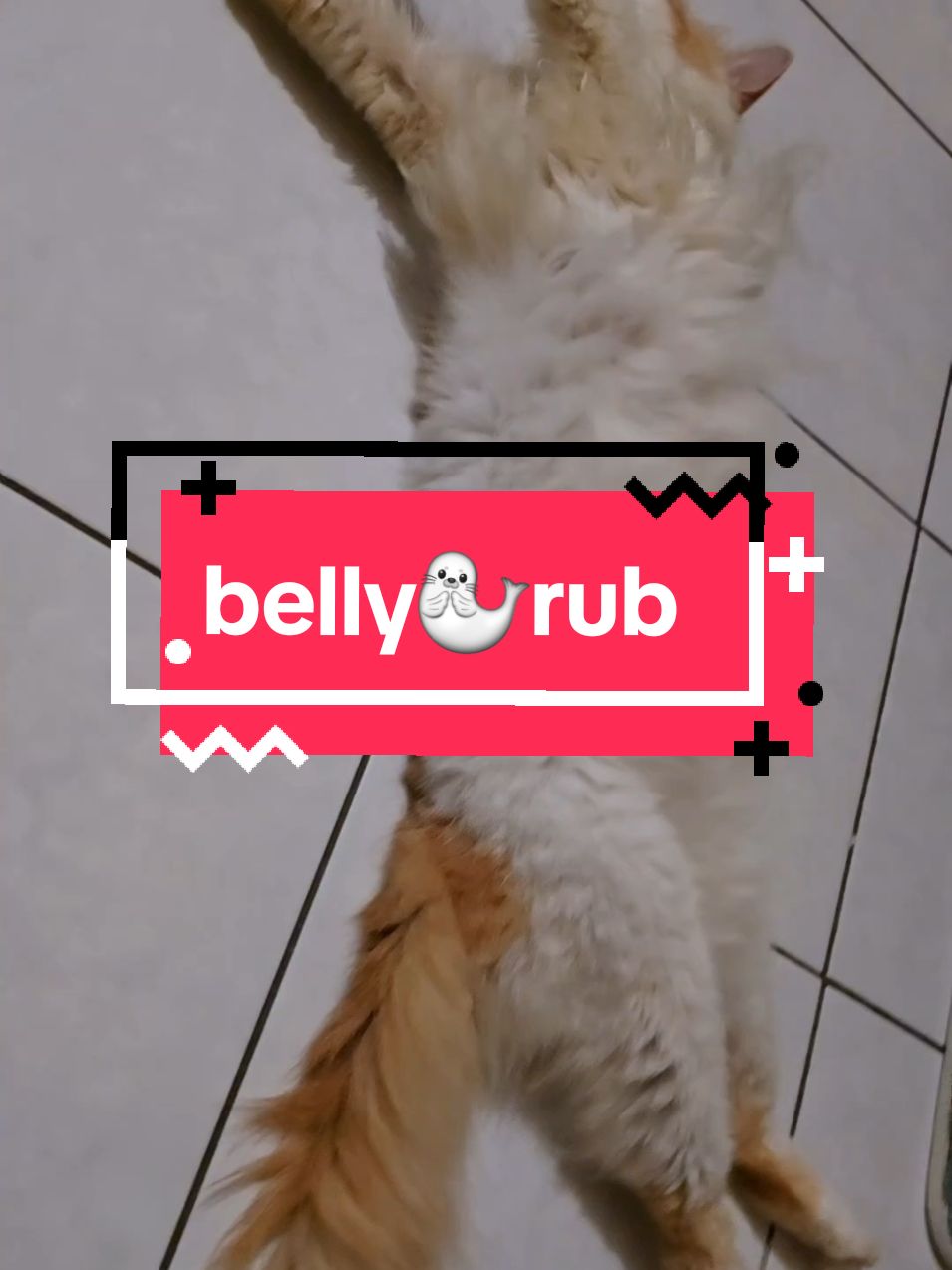 He love/hate belly rub 🤭 #catsoftiktok #cat #CapCut #catlover 