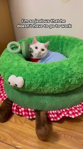 Jealous!!#cat #cats #funnyfriends #cutecat #kitten 