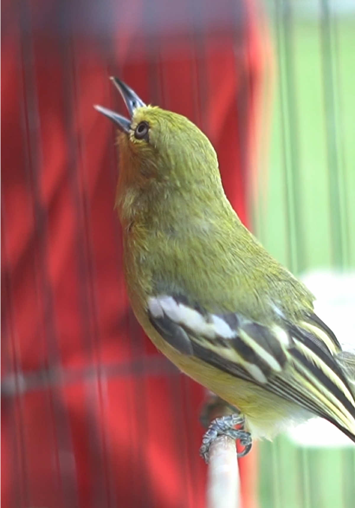 Merangsang konslet dgn voer speed gacormaxx 🔥🔥🔥 #kicaumania #gacormaxx #muraibatu #murai #muraimedan #muraibatumania #burung #muraibatuindonesia #lovebird #lovebirdmania #kacer #cendet #kenari #pleci #jalak #cucakijo #kolibri #konin #sogon #trucuk #pelatuk #masteran 