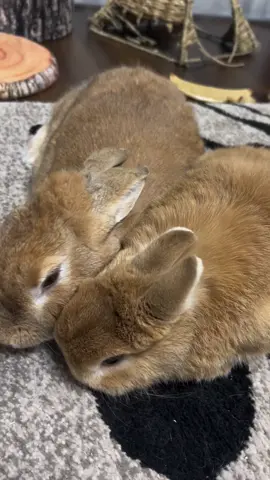 #bunny #bunnylover #cutebunny #lucu #cute #petlovers #netherlanddwarf #rabbit #sukakelinci #kelincilucu #kelinci 