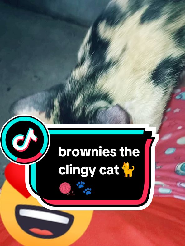 my cat making a biscuit 😂🍪❤️ #fyp #fypage #fypシ #fypシ゚viral #fyppppppppppppppppppppppp #fypspotted💞💖💝💕💕 #cat #catsoftiktok #catlover #cattok 