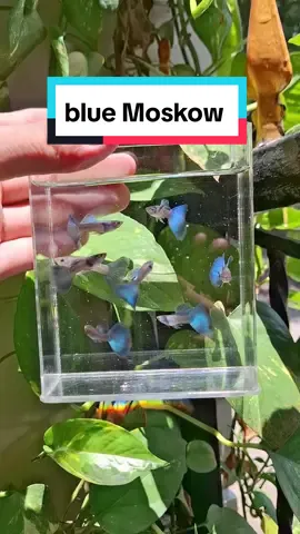 Blue Moskow  Pengiriman seluruh indonesia 🇲🇨 Ready world wide shipping 🌍 081573482208 #guppyfish #aquarium ##aquascape #guppy #guppycirebon #pandaguppy #guppylover #minipond #guppybreeder #kolammini #guppyindonesia #bluemoskowguppy