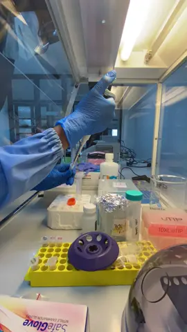 back to routinee 🔬#fypage #fyppppppppppppppppppppppp #fypシ゚ #fyp #4upage #biotechnology #biotechstudent #dna #pcrtest #laboratory #laboratorylife 
