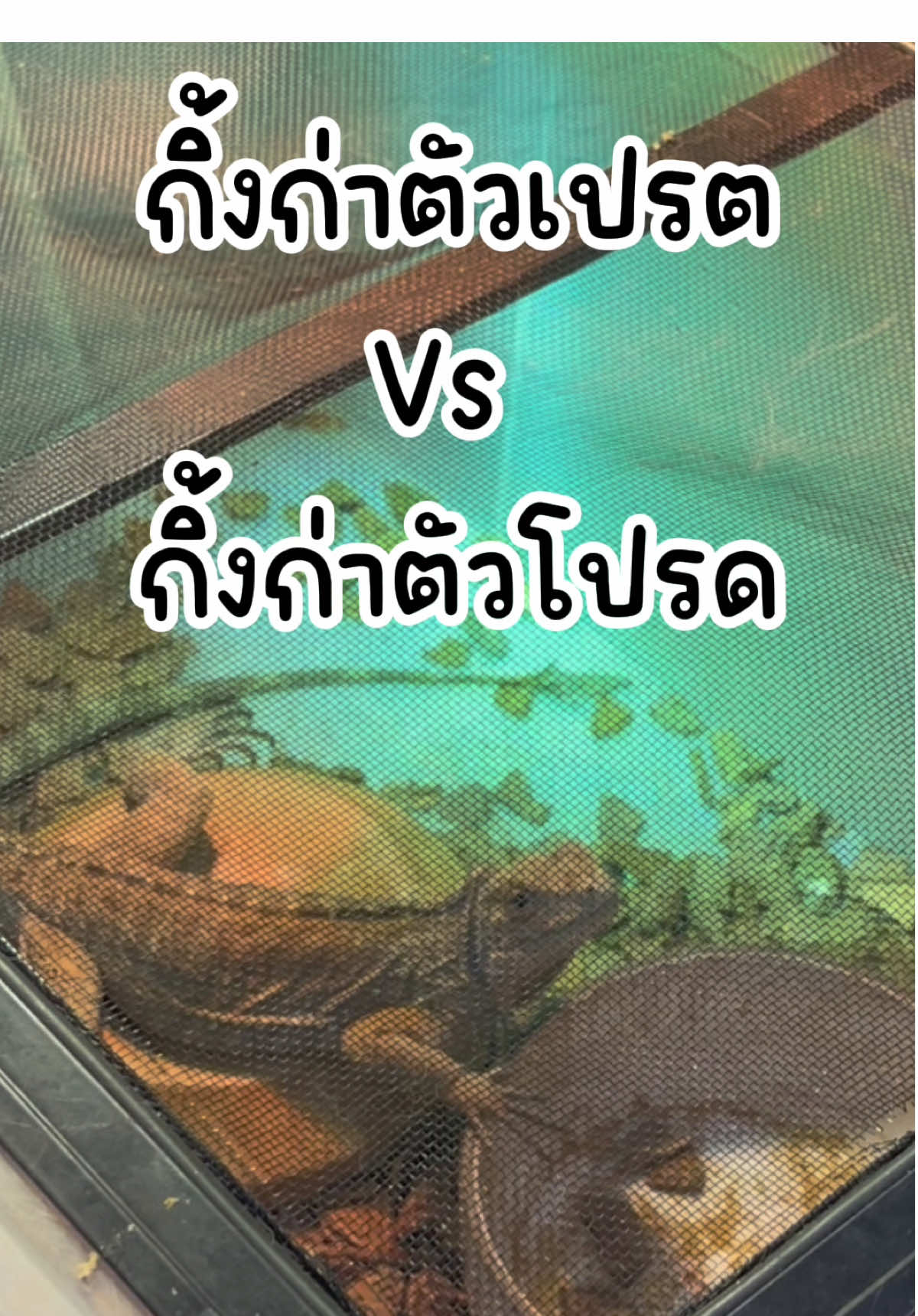 ต่างกันลิบลับ 🫣 #bzbizticpets #สวนสัตว์tiktok #สัตว์เลี้ยงtiktok #สัตว์เลี้ยง #exoticpet #กิ้งก่า #lizard #rhinolizard #กิ้งก่าไรโน่ 