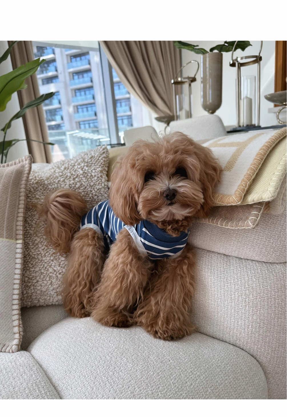 dream to come true🐾✨ #maltipoo #maltipoosoftiktok #maltipoopuppy #maltipoos #maltipoolife #maltipoolove #fluffydog #breeder #мальтипу #мальтіпу 