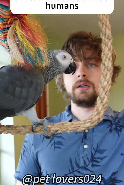 Parrots are as smart as humans #funnyvideo #pet #fouryou #parrot #parrotsoftiktok #parrotlove #parrotsworld #parrotlover #sharethis 