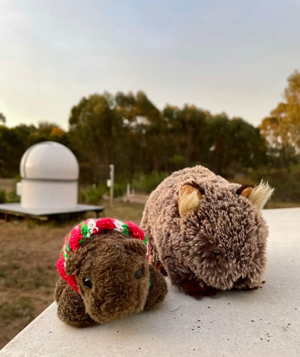 On a date with Tina at the @The Astronomical Society Vic @TheAstroPunk #datenight #astronomy #memories #Outdoors #nature #friends #wombats #australianwildlife #wombat #animals