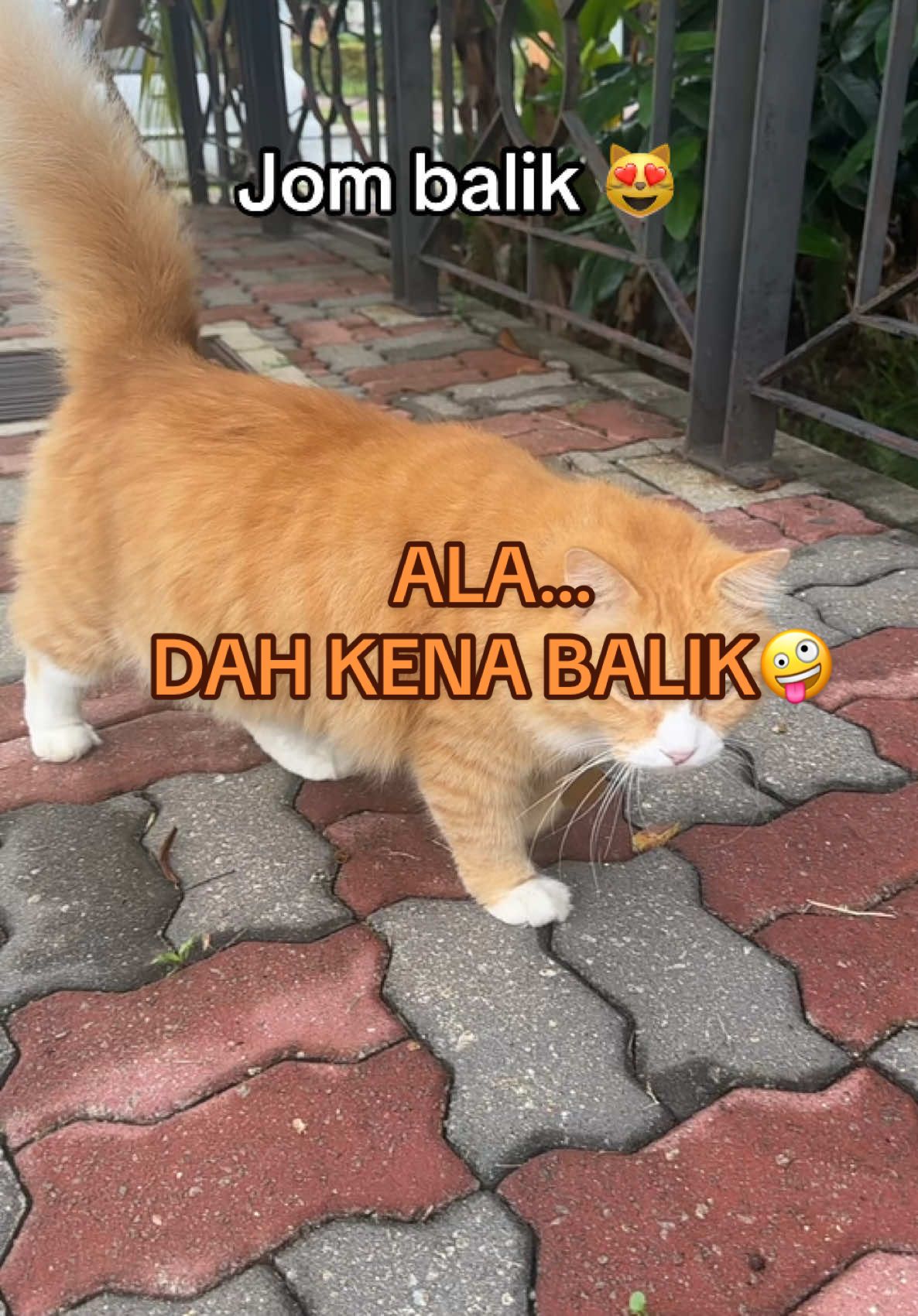 Dah petang..jom balik Garfield. #garfield #garfieldthecat #cats #catsoftiktok #catlovers #catlover #kucing #kucingtiktok #kucinggemoy #kucingoren #kucingku #kucingviral #pencintakucing 