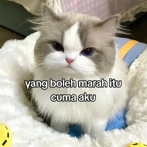 #cat #catsoftiktok #kucinglucu #kucingtiktok #marah #foryou #foryoupage #fy #fyp #fypage #cats #catlover #kucing #masukberanda #beranda #fypシ゚ #fyppppppppppppppppppppppp 