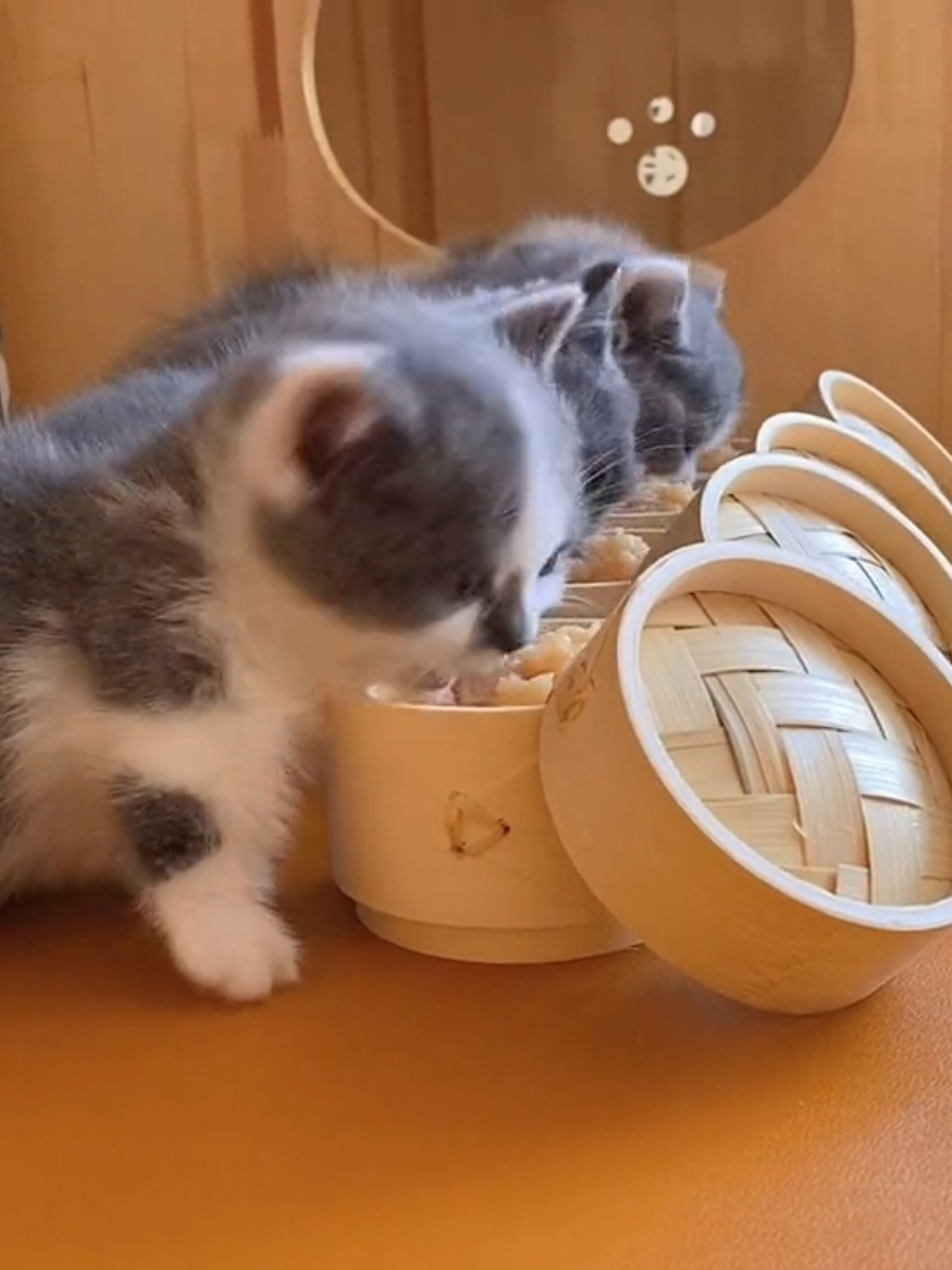 Happy meal, Cats muckbang  #PetsOfTikTok #CutePets #PetLovers #CatLovers #Hamster #AdorableAnimals #PetFeeding #PetVideos #muckbang #catsmuckbang #cateating #asmr #amsreating #catfeeding #satisfying #catsoftiktok #catvideo #catseating #cat #catfood #cutecat #diningkitty #cateatingasmr #kittyfood #ASMR #cateatingsound #cutekitten #mukbang #eatingshow #eating #petmukbang #catlover #eatingasmr #asmrsounds #kitty #paws #catpaws #petsypaws 