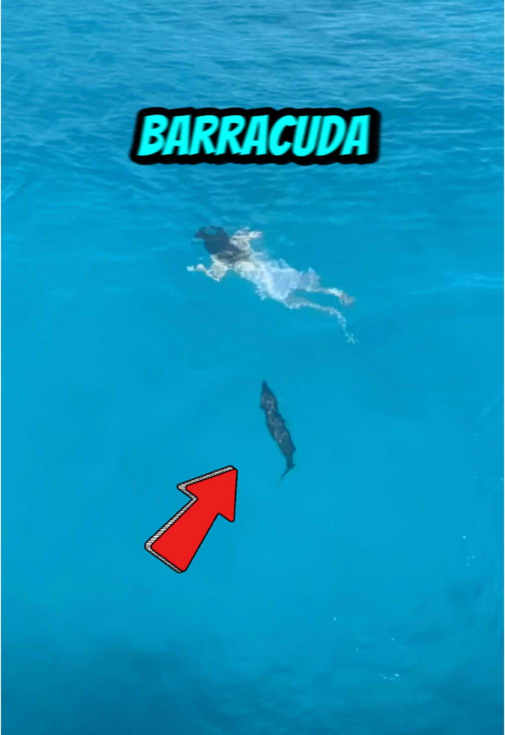 LE BARRACUDA 🐟