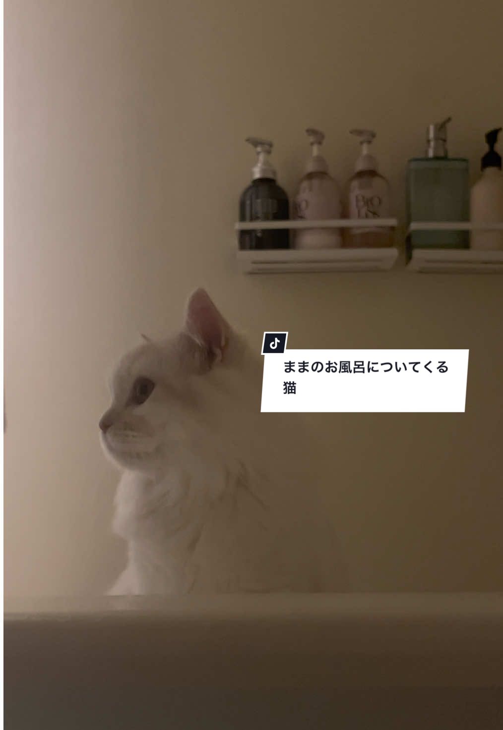 犬系ネッコ #ラガマフィン#猫のいる暮らし #子猫 #猫 #おすすめ #fyp #cat