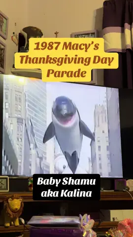 1987 Macys Thanksgiving Day parade. Baby Shamu aka Kalina, the first killer whale born in captivity. And the first recorded child of two lesbian killer whales. @M@Macy’s@C@CBSN@NBCP@PeacockS@SeaWorldt#thanksgivingm#macysthanksgivingdayparadew#willardscottp#parade
