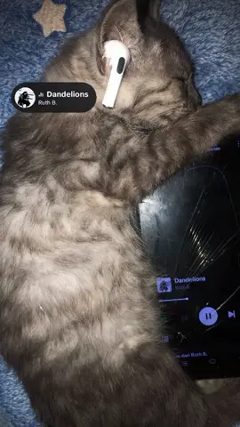 sleep 😴 #capcut #fypberanda #fyp #meowmeow #kucinglucu #cat #xybcza #spotify 