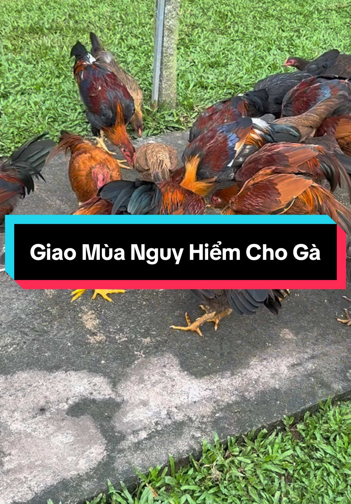 Giao Mùa Gà Anh Em Cẩn Thận Nha #traigalamthanhhon 