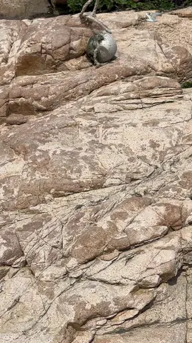 Discovering the Mysterious Knot of the Old Captain on a Deserted Island 🏝️🪢 What Knot Is This? #knot #knots #rope #ropes #ropeskills #ropework #ropeworker #knottutorial #knottutorials #ropetutorial #camping #fishing #boating #sailing #climbing #knotsforcamping #knotsforfishing #knotsforclimbing #knotsforbeginners #lifeskills #lifeskill #LifeHack #boyscouts #boyscout #bushcraft #survival #ourdoors #knotting #knottying #sheetbend #hitch #usefulknots #simpleknots #bestknot #bestropeknots #7essentialknots #knotsidea #singleknots #howtotie7basicknots #howtoknot #howtotiktok #tarpaulin #tarp