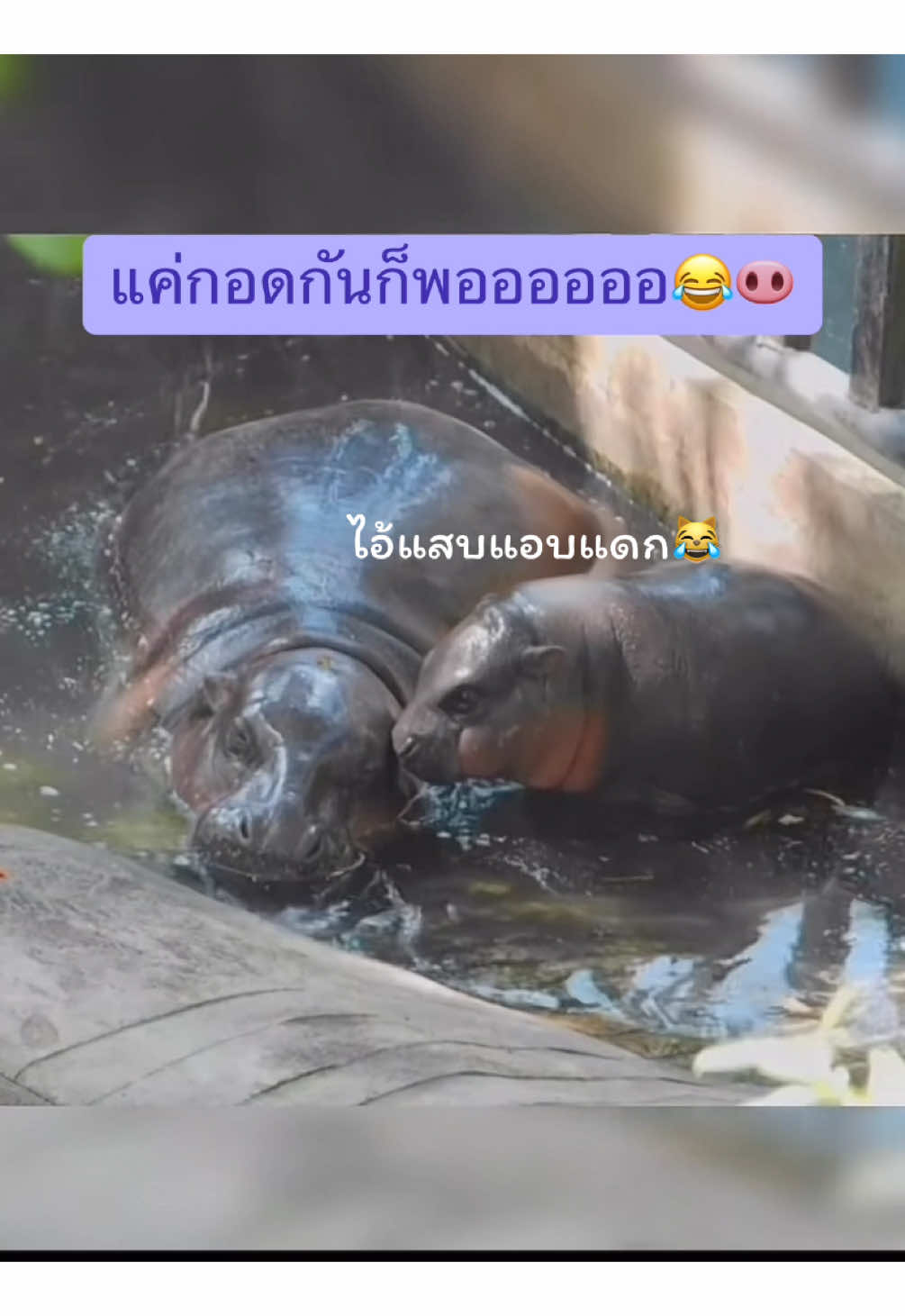 แม่ตื่นมาเล่นกับเด้งเด้งก่อนสิจ้ะ🐽😂#หมูเด้ง #moodeng #คนรักสัตว์ #สัตว์โลกน่ารัก #ฟีดดดシ #เปิดการมองเห็น 