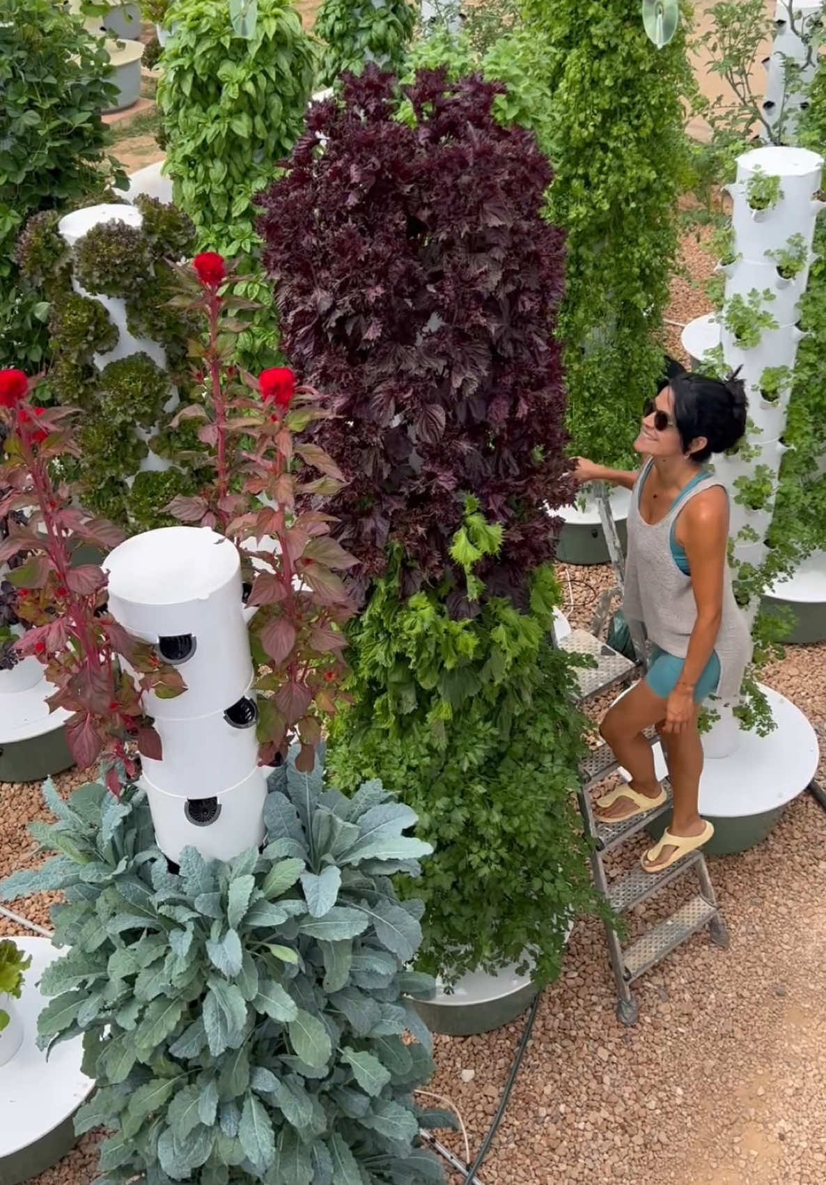 We cultivated a variety of Asian crops in our vertical farm including leafy greens such as white & green bok choy, purple & green mizuna, kangkung, green & purple tatsoi, komatsuna, Osaka mustard greens, Tokyo bekana, choy sum, Hon tsai tai, Wasabina, Chijimisai, and red malabar spinach. Our vegetable lineup included Asian eggplants like Japanese, Orient Express, Green Emerald, white eggplants, and Thai miniature eggplants. We also grew Asian cucumbers such as unagi, Itachi, Suyo, Sikkim, and Indian snake cucumber, along with gourds like Indian bitter gourd, traditional bitter gourd, and ridge luffa. Among herbs, we grew green and purple shiso, cilantro, green onions, and Thai basil. #farming #agriculture #gardening #aeroponics #soilless #hydroponics #verticalfarming #vegetables