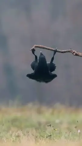 burung gagak #binatang #hewan #animals #fyppppppppppppppppppppppp #burung #gagak 