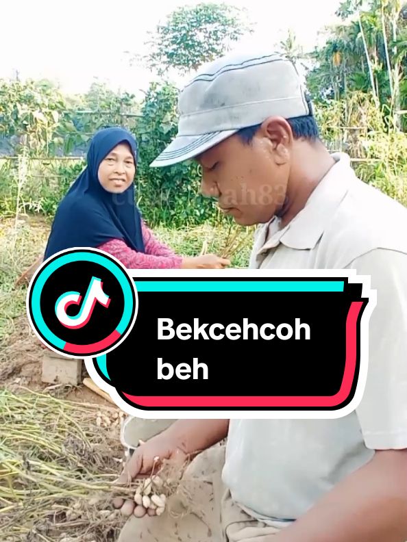 Bekcehcoh beh #balaskomentar #petani #petanimuda #petaniindonesia🇮🇩🇮🇩🇮🇩🌿🌿 #petanisukses #kebun #kacangtanah #panen #panenkacangtanah #lucu #viral #fyppppppppppppppppppppppp 