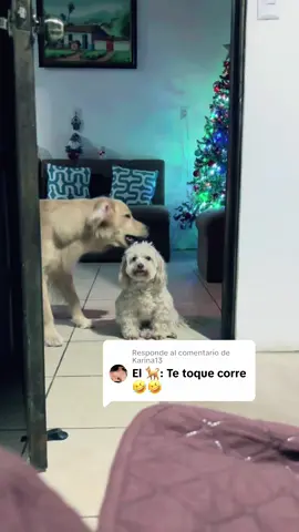 Respuesta a @Karina13 Maui muy feliz y Billy muy cansado de Maui 😂♥️ #fyp #parati #dogsoftiktok