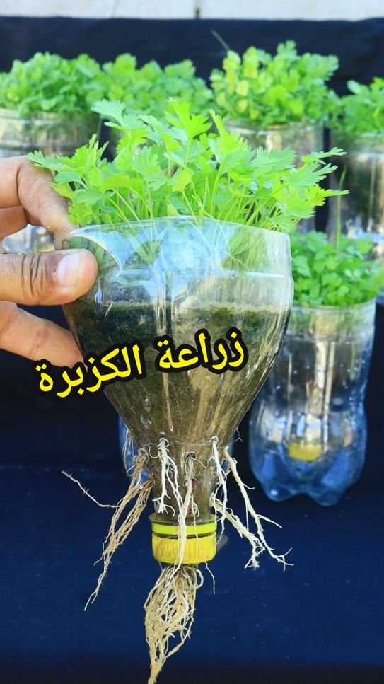 زراعة الكزبرة بطريقة موفرة وشكل جميل #الكزبرة #زراعة #الخضروات_الورقية 