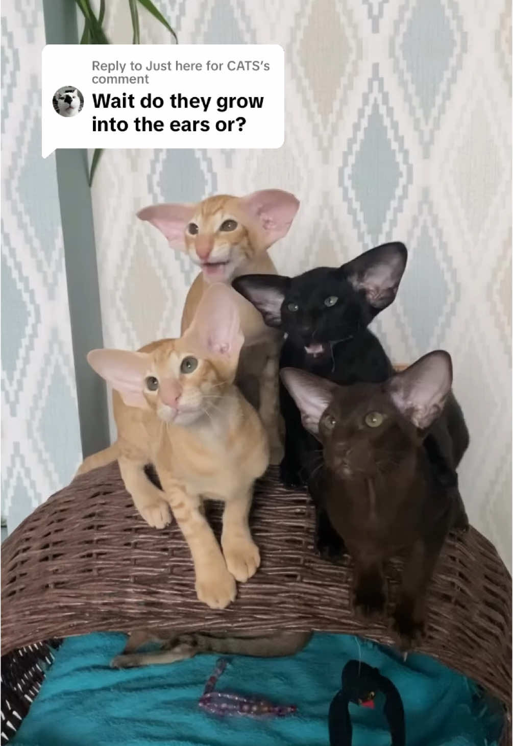 Replying to @Just here for CATS #ekekekkekkek 👂 (ig: orientangel)