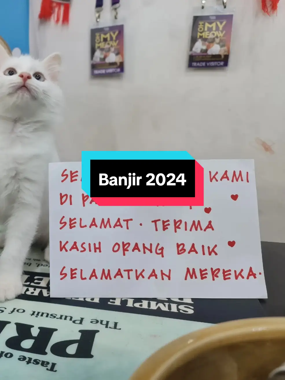 Terima kasih org baik selamatkan kwn² kami . Semoga bertabah buat teman-teman di Pantai Timur. #abgpico #picopetshop #banjir #kelantan #kucingbanjir #tengkujuh @Maisarah Hasan 