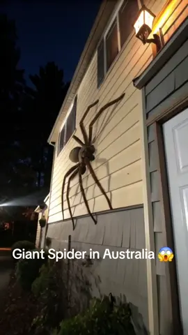 Image generated by AI. Meme about everything giant spider comes from Australia #Spider #Australia #Big #Scary 