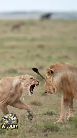 When you’re angry because he ate all the leftover turkey #lion #lions #bigcats #bigcatsofinstagram #kenya #safari #visitafrica #maasaimara #masaimara #wildlife #wildlifevideos #nature #lioness #fyp