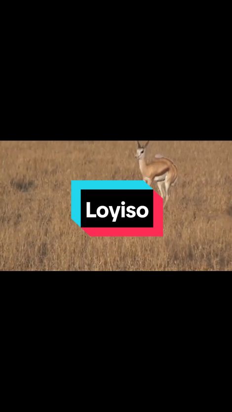 #loyiso #kasongo #trending #tiktokviral 