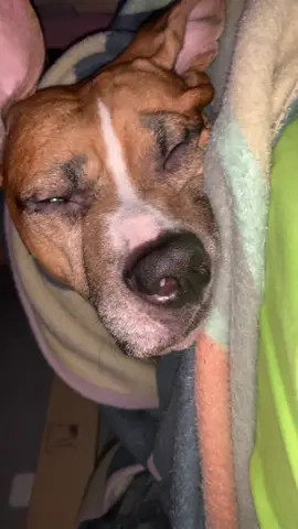 #fyp #foryou #foryourpage #dogsoftiktok #dog #pitbullsoftiktok #pitbull 
