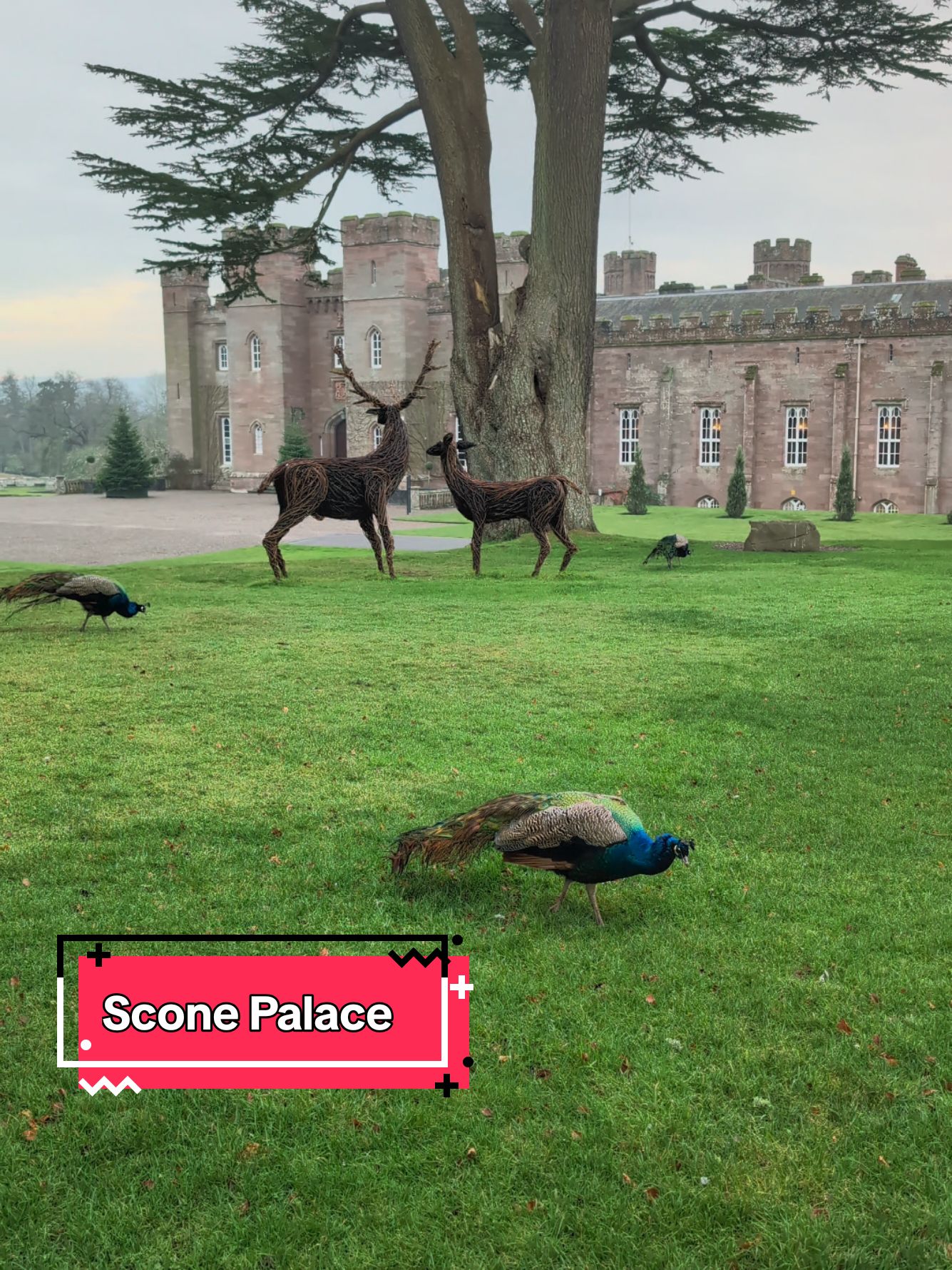 Scone Palace in Perth Scotland wee visit from some pheasants, peacock #pheasant #sconepalace #castle #castlesofscotland #Scotland #explore #visitscotland #travelscotland #peacock 