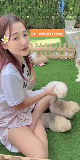 #LIVEhighlights #TikTokLIVE #LIVE #บ้านมินิด็อก #ปอมเมอเรเนียน #pomeranian #ชิสุผสมปอม #ทาสหมา #หมาขี้อ้อน #สุนัขน่ารัก #สุนัข 