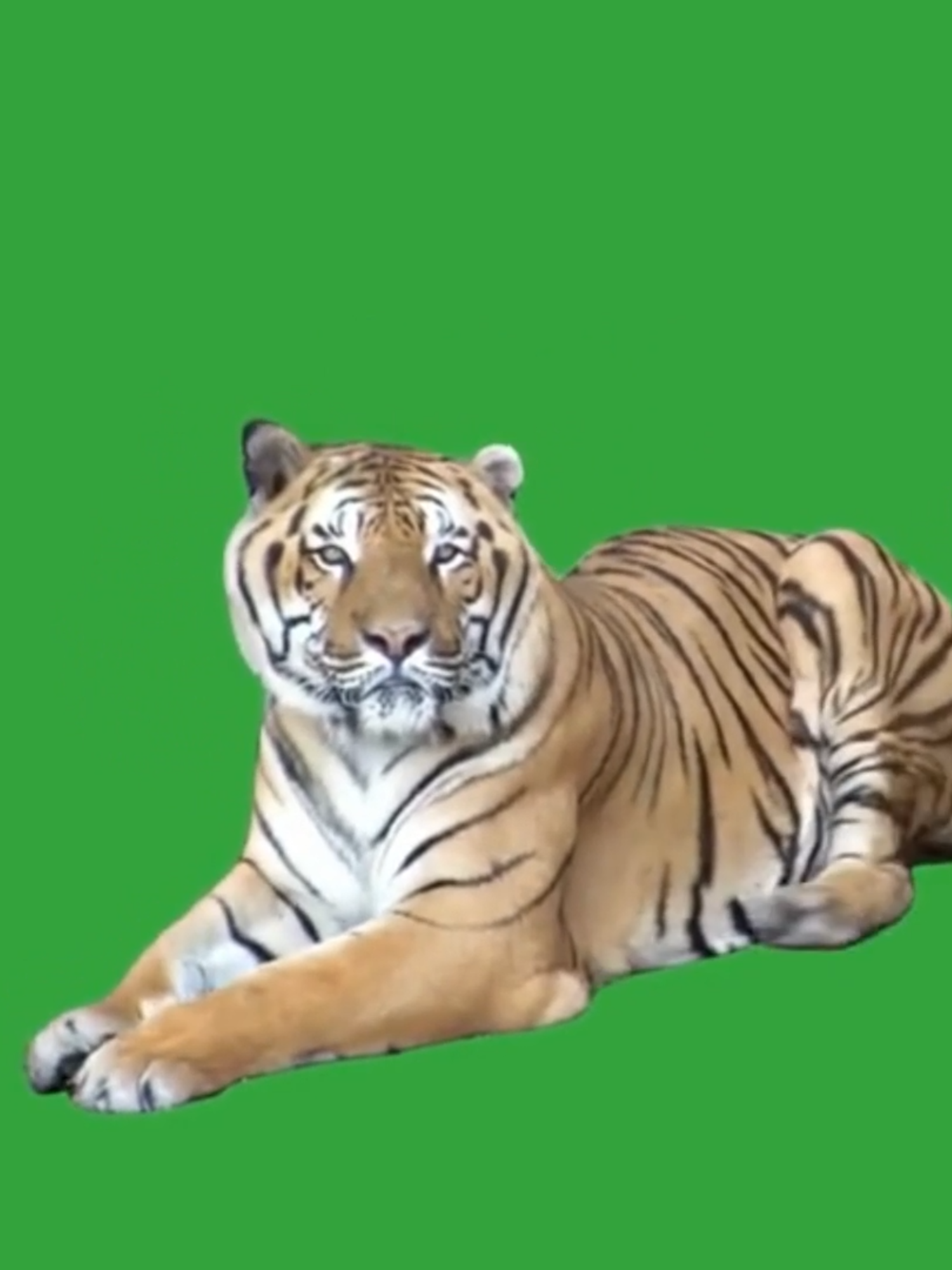 Tiger | Green Screen #greenscreen #greenscreenvideo #animals #greenscreentiktok #tiger