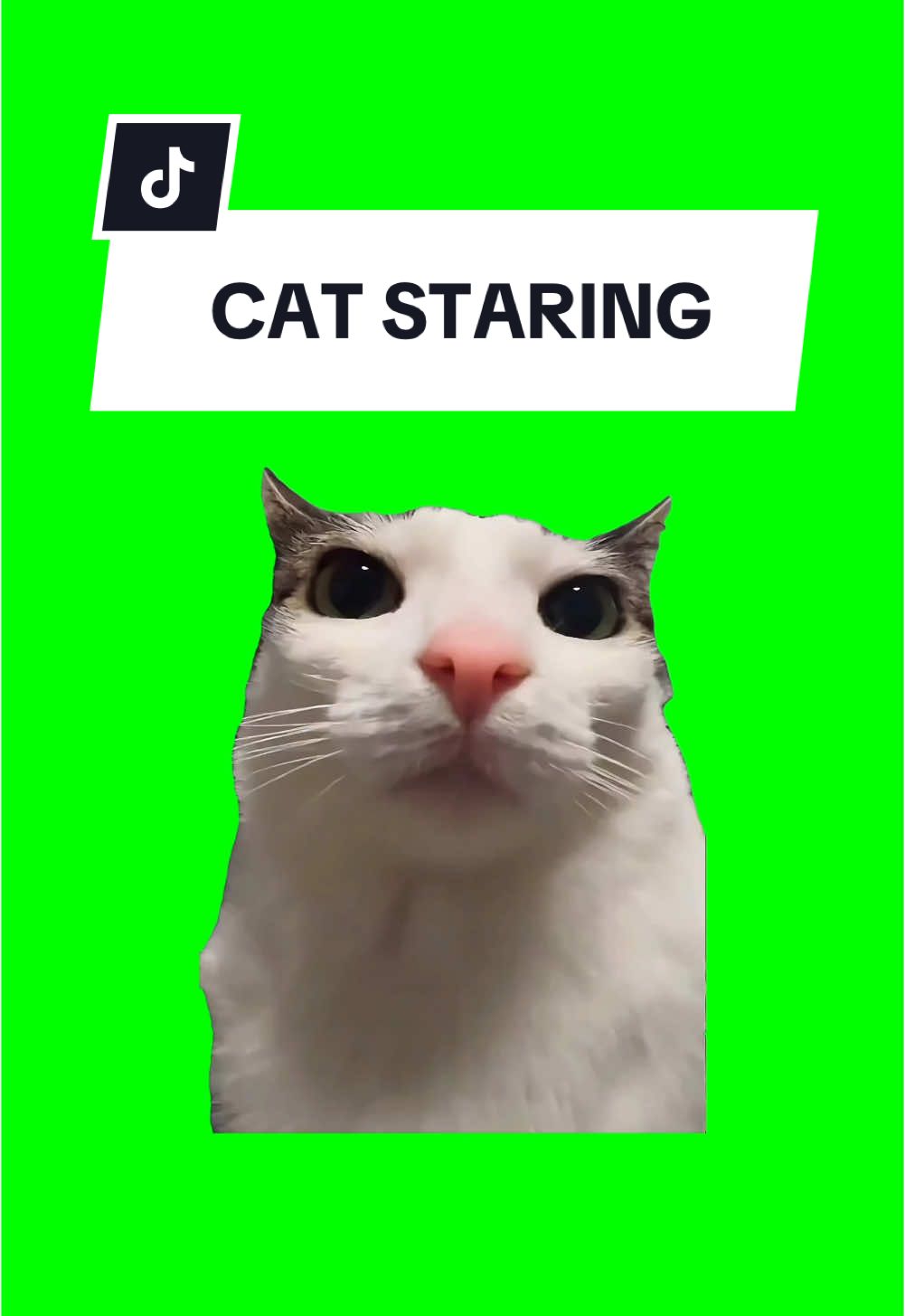 #CapCut CAT STARING. #greenscreen #greenscreenvideo #greenscreenoverlays #fyp #fyppage #fypシ❤️💞❤️ #meme #memes #memestagram #freefirememe #memepage #viral #viralvideos #viralreels #viralvideo #viralpost #meme2024 #cat #cats #catsofinstagram #catlover #catmemes #catmeme #trend #trending #viralcats #catstaring 