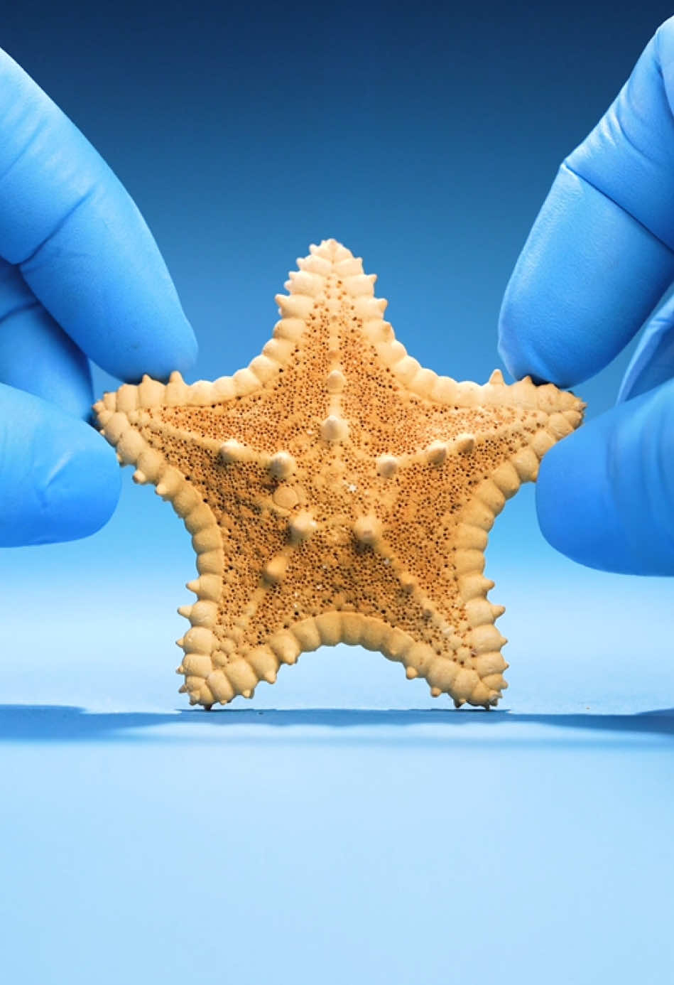 How do starfish eat? I thought starfish eat food like sea urchins. Sea urchins have teeth on their underside. However, that’s not right. Starfish can push their stomachs out of their bodies to digest their meals externally. #animals #science #LearnOnTikTok 