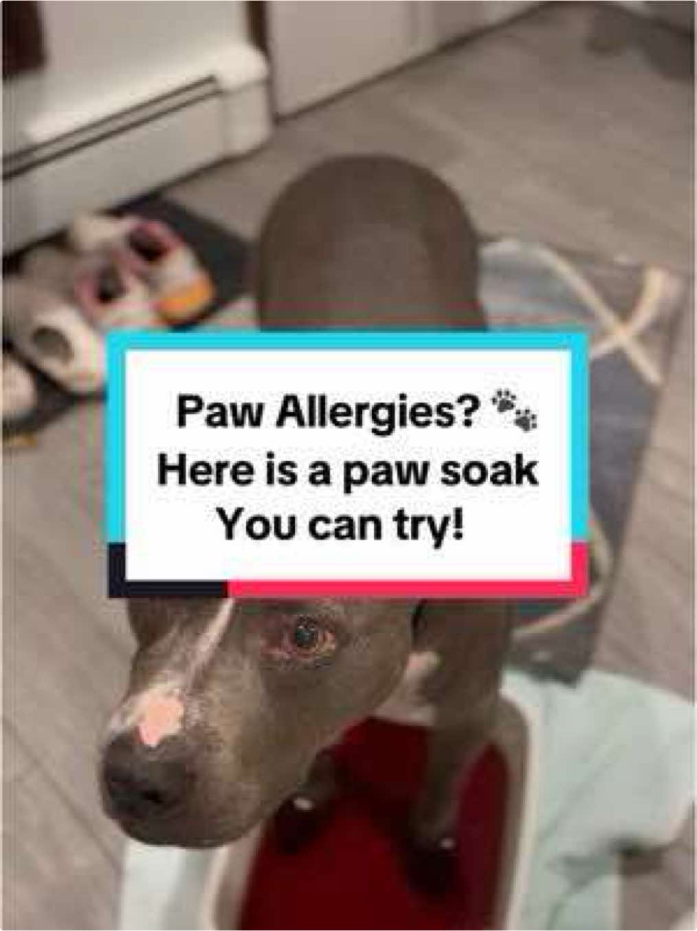 Does you dog have poor allergies this time of year? Cody‘s been suffering every fall and this is one of the things that we do to help his irritated paws.  ***For external use only!**** . Povidone iodine paw soaks - long form video to show you haw to do it and help yoir dog.  . #allergicdog #pawallergies #howto #dogsoftiktok #dogallergies #pitbull #povidoneiodine #pawsoak  #codythebluenose 