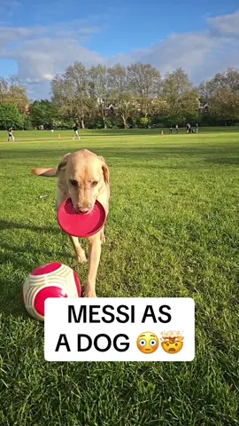 Bro is cold 😳🤣 @MessiPaws @fcbarcelona #messi #lionelmessi #futbol #dogsoftiktok #dog 