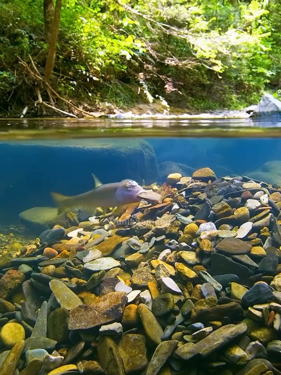 sipaling rajin dari AMERIKA UTARA, RIVER CHUB FISH  #riverchub #fyp #animals 