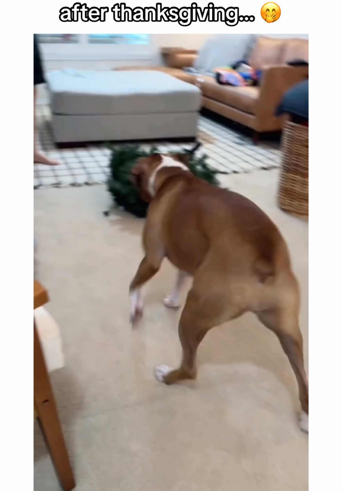 so youre thinking abour getting a boxer puppy… 🤪🐾 #boxers #boxersoftiktok #boxerdogsoftiktok #boxerdog #PetsOfTikTok #dogsoftiktok #puppiesoftiktok #funnydog #dogvideos #boxerpuppy #guiltydog #zoomies #blackfriday #creatorsearchinsights 