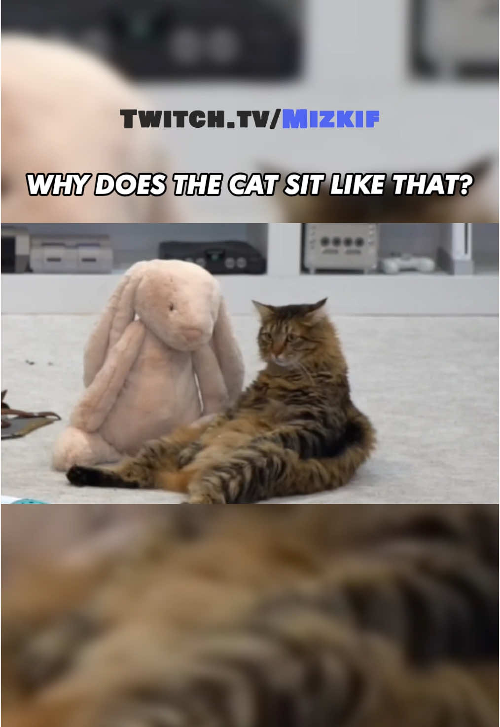 Mizkifs cat gets a gift #Mizkif #miz #mizkifclips #twitch  #twitchclips #fyp #fypシ